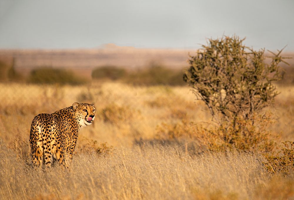 Memories Of Africa