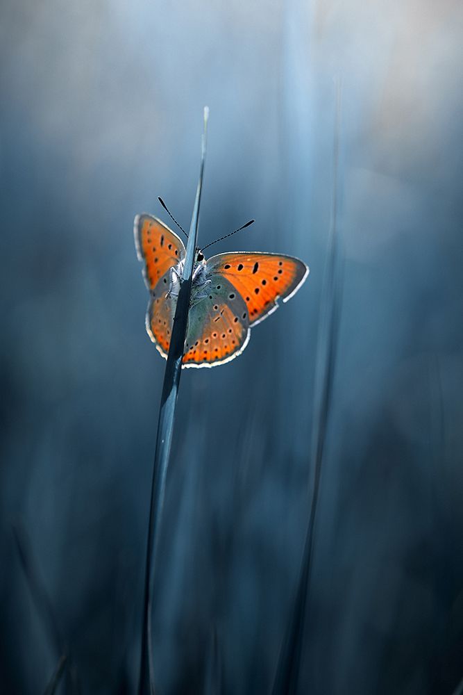 shy butterfly