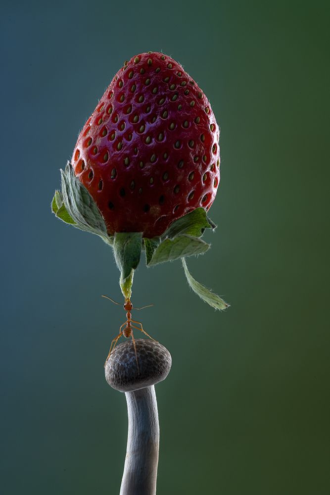 Mighty Ant Lift-Up A Strawberry
