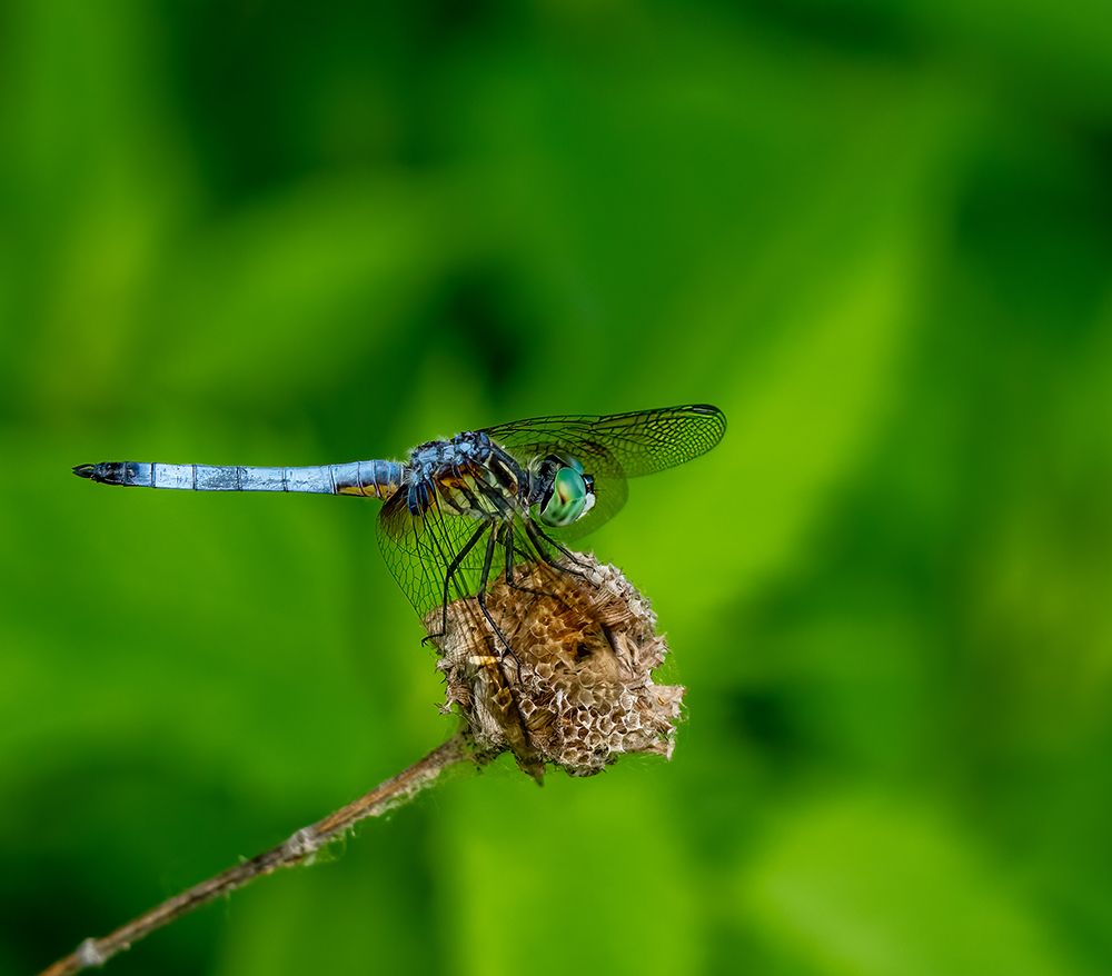 Blue Dasher Dragonfly