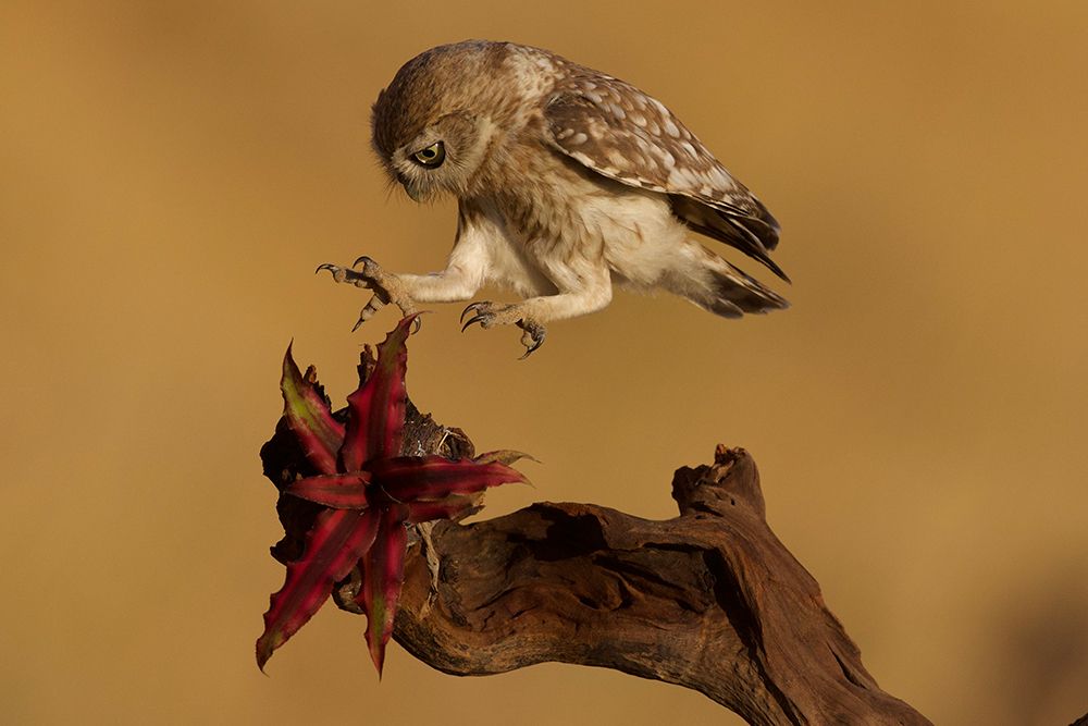 Little Owl