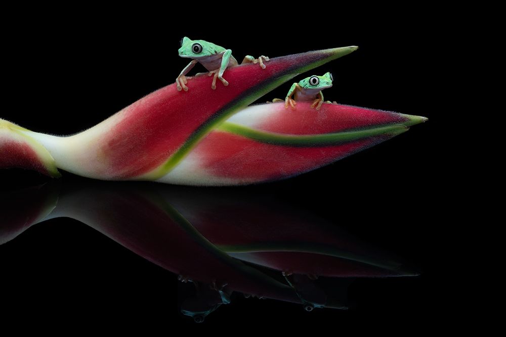 Lema Frogs
