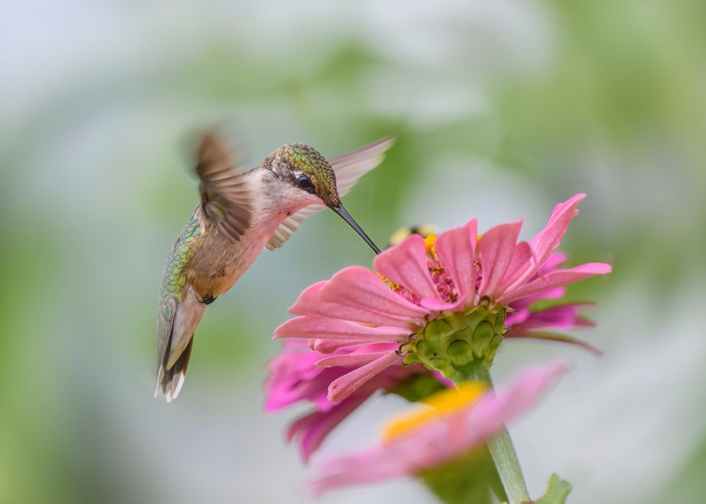 Juvenile Ruby-Throated Hummingbird