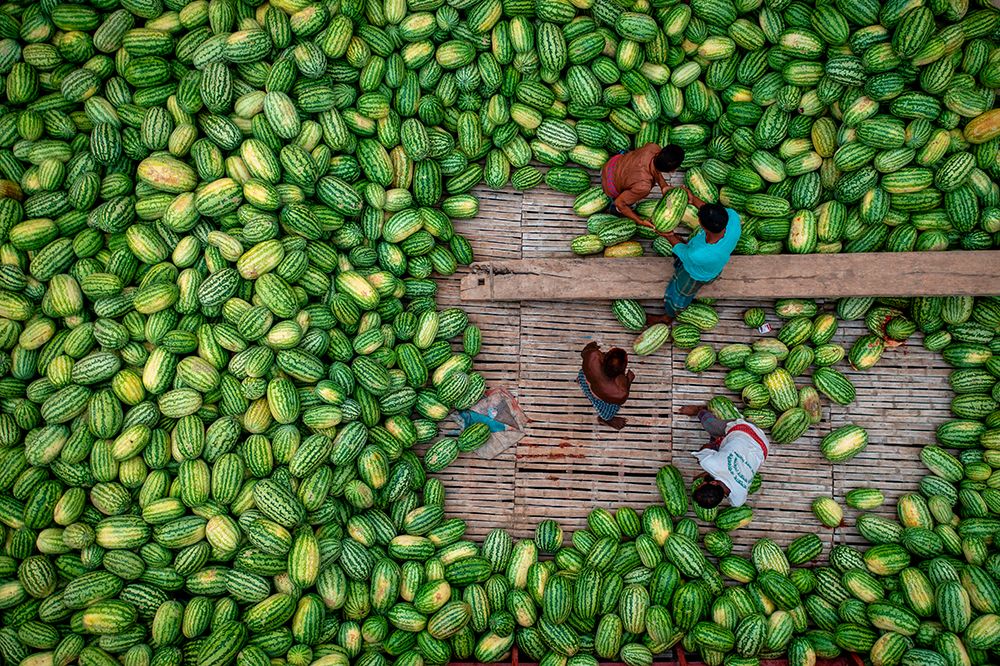 Boats Of Huge Watermelons