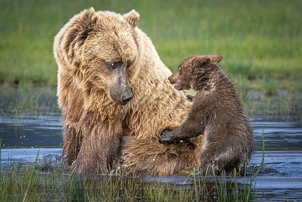 Bear-Back Ride?