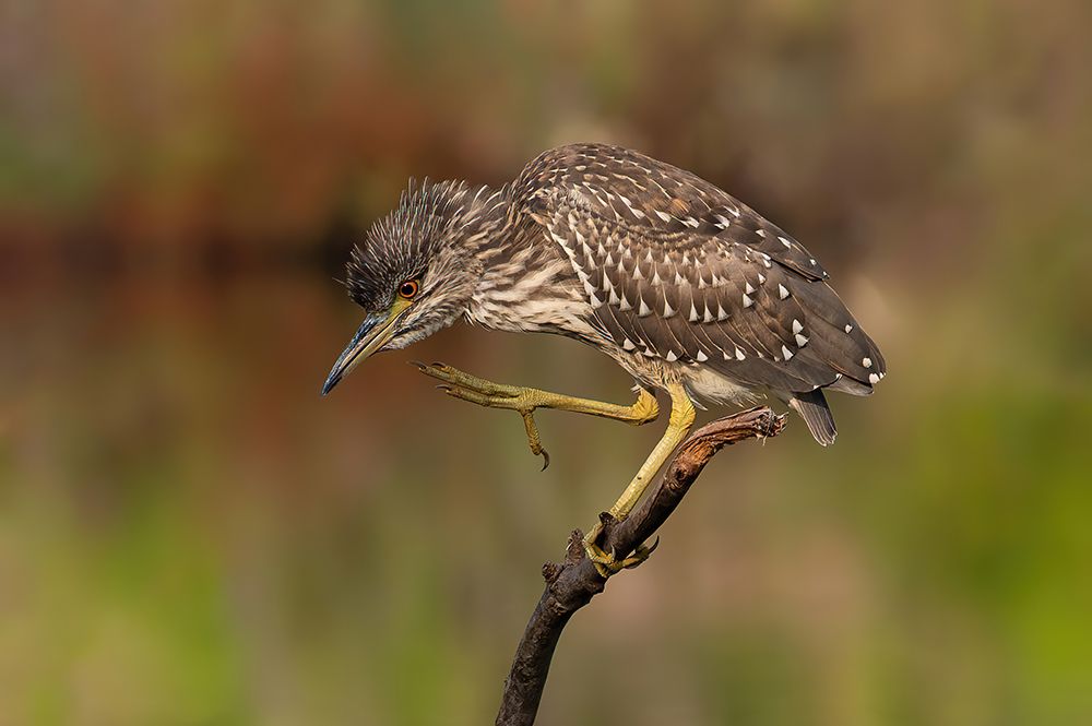 Young Night Heron