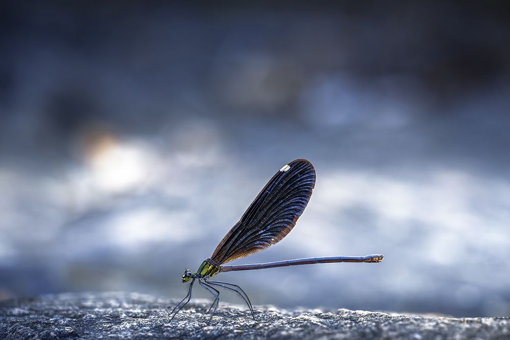 Dragonfly