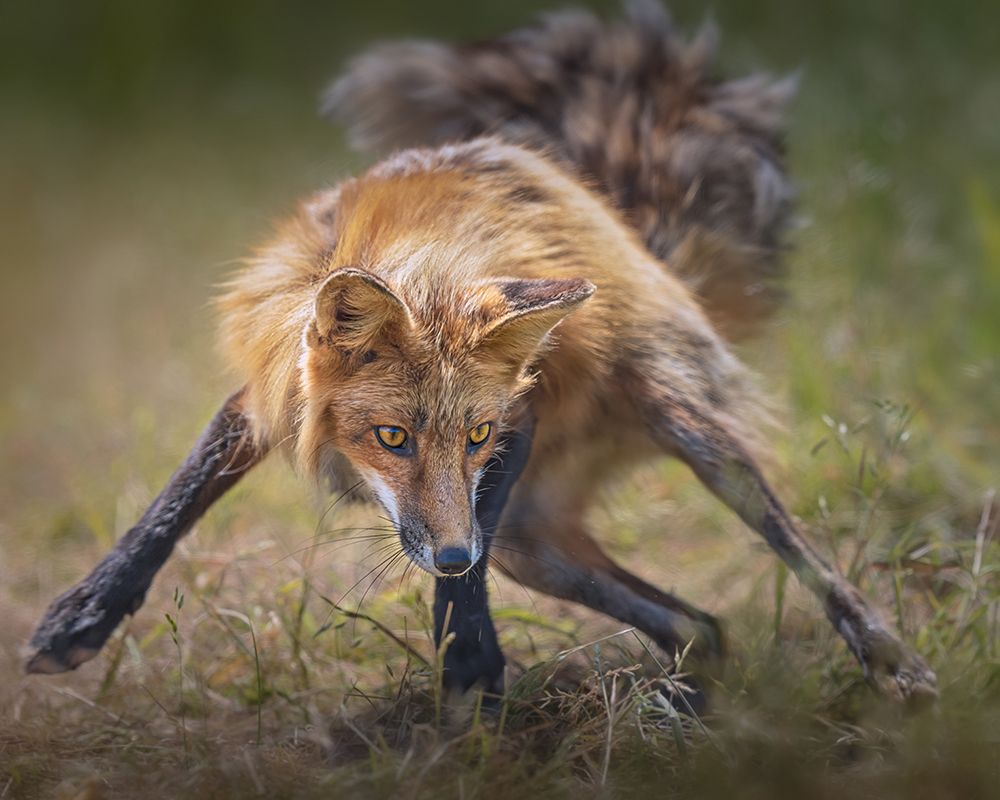 Ready To Fight