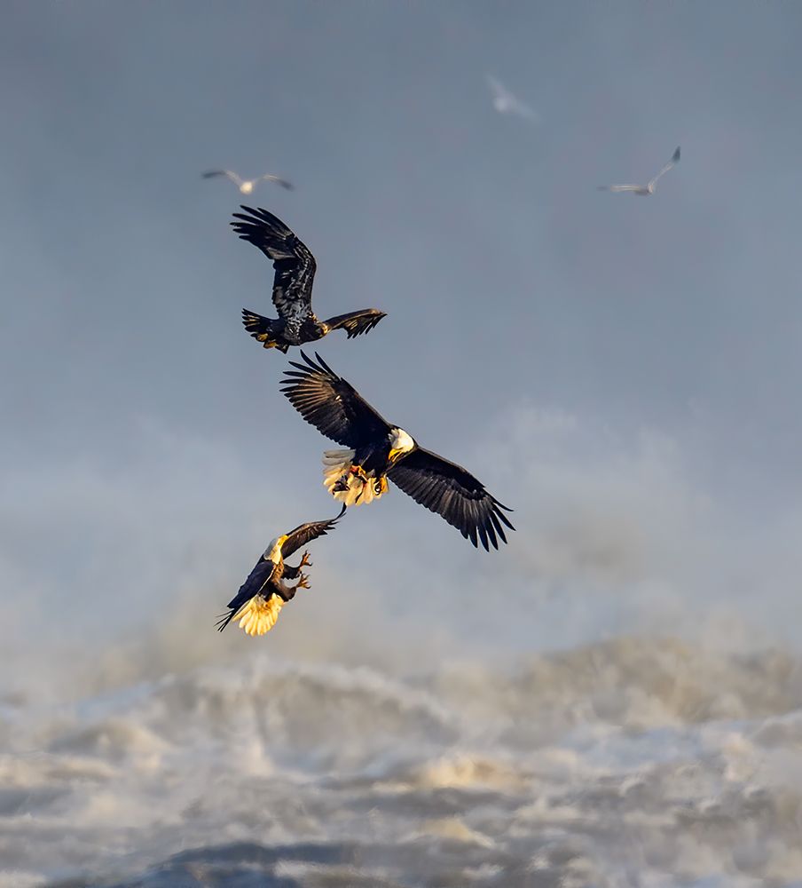 Bald Eagles