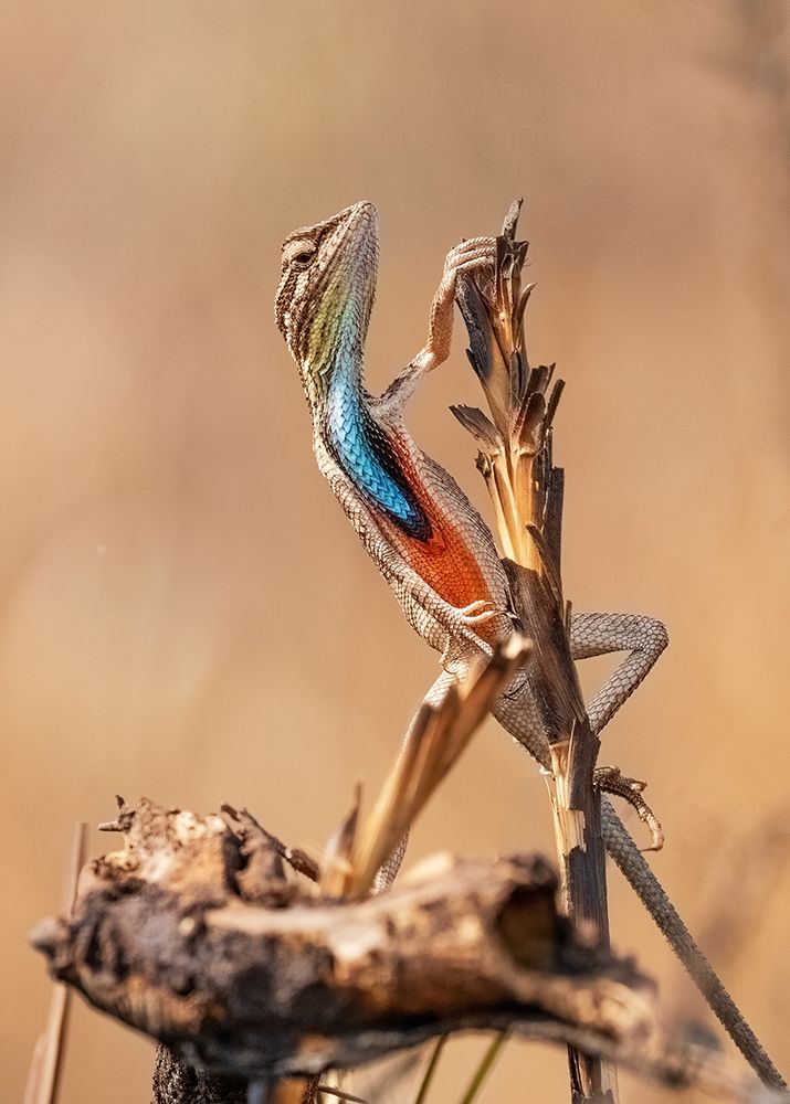 Fan-Throated Lizard In Concert!