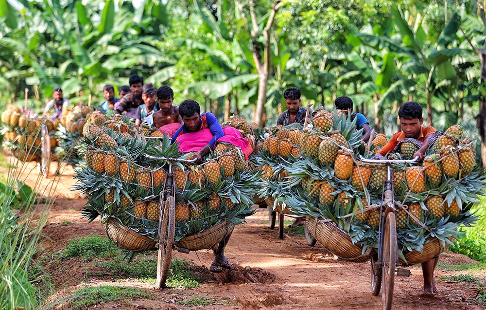 Ripe Pineapple