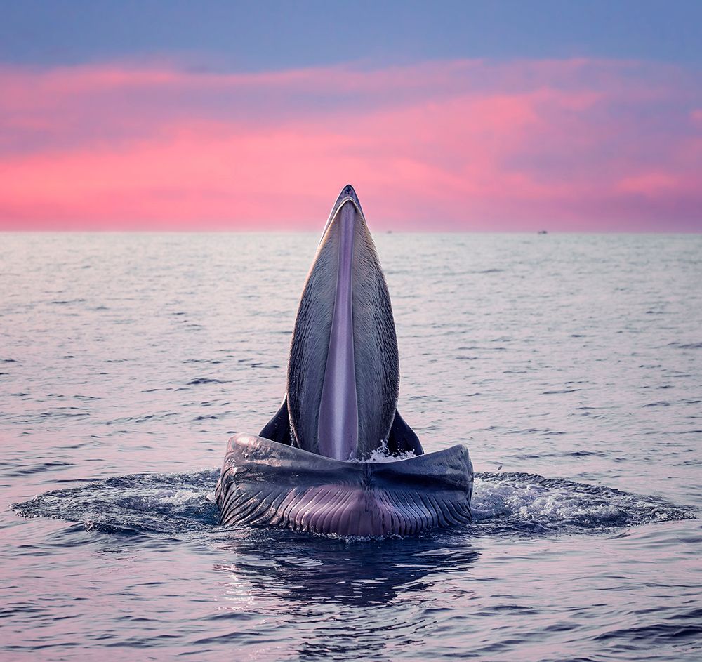 BrydeS Whale Jaws