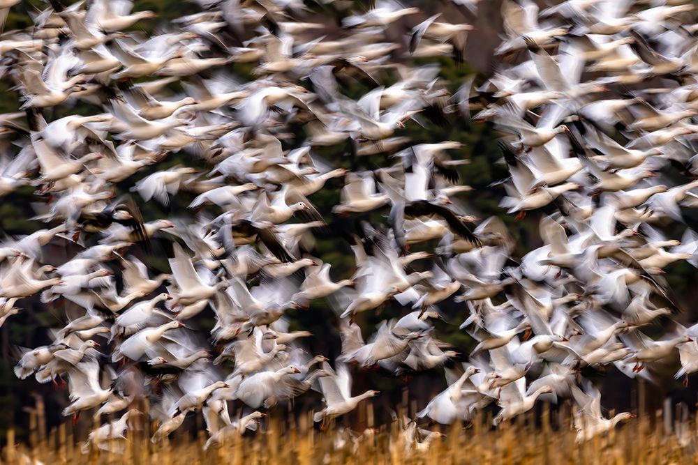 Snow Geese In Slow Motion