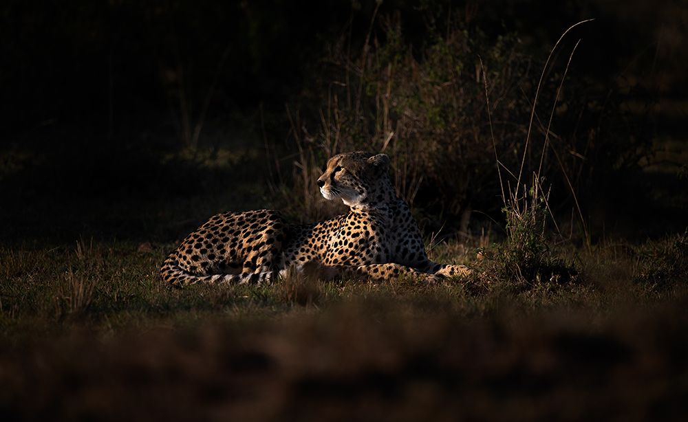 Cheetah
