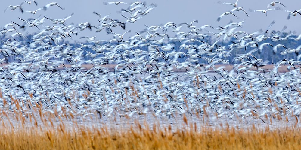 Snow Geese At Dusk
