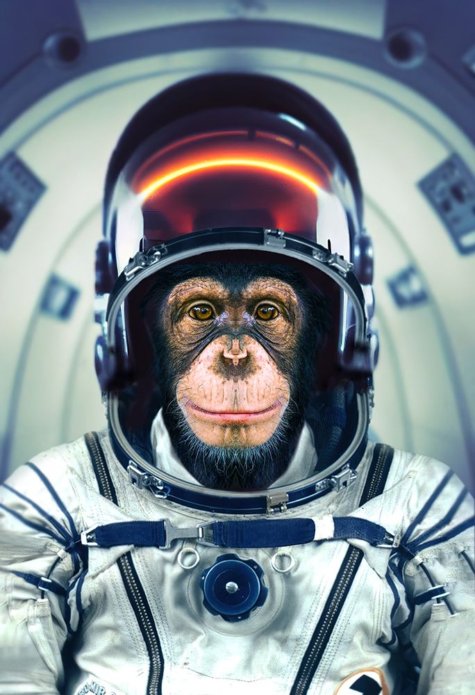Astromonkey