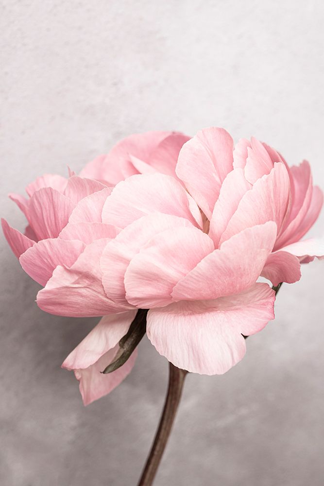 Peony