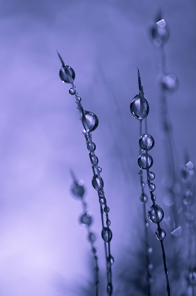 Drops of Silver