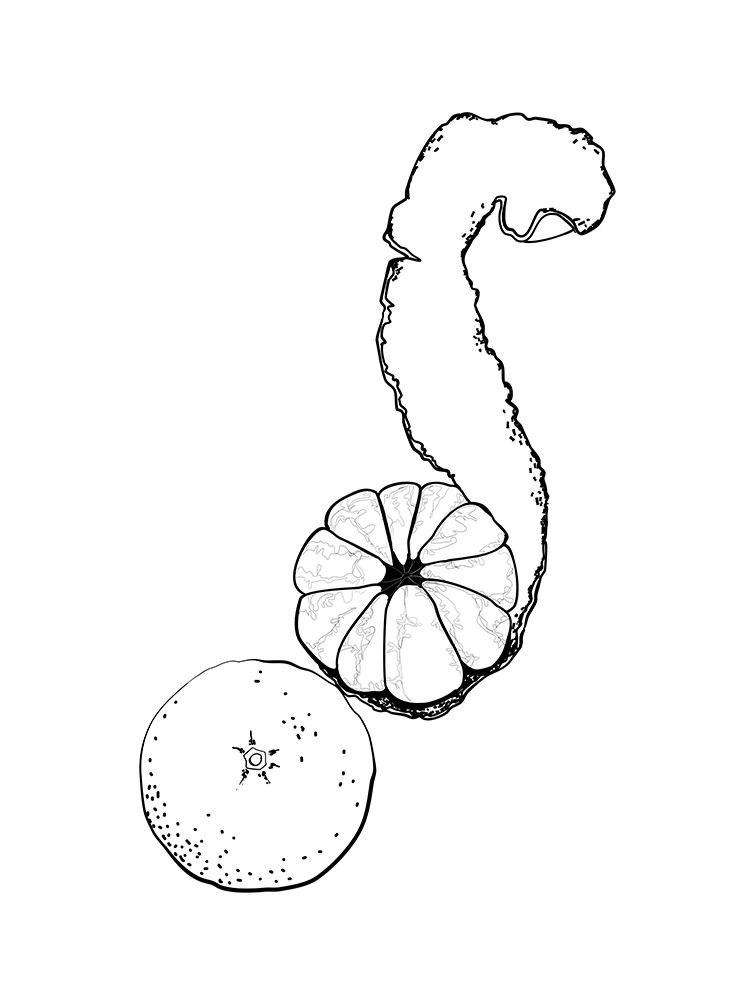 Line art tangerine