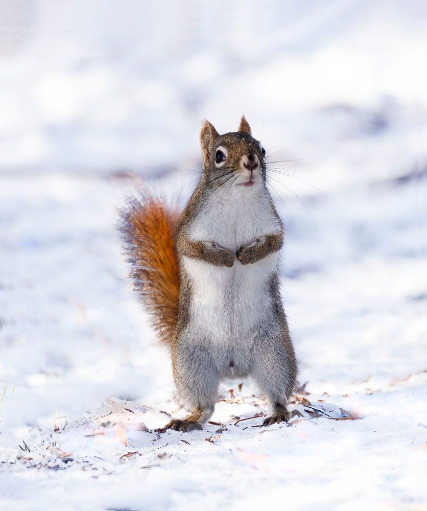 A Curious Red Squirrel