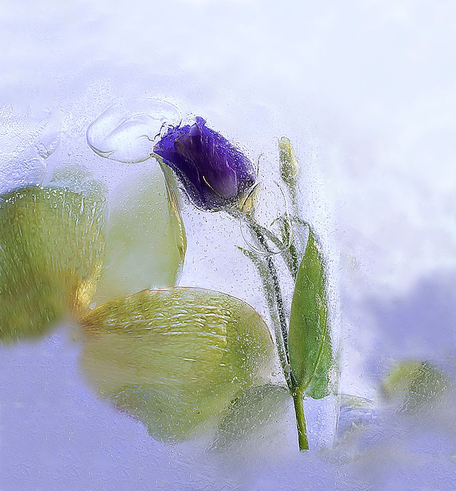 Ice Beauty