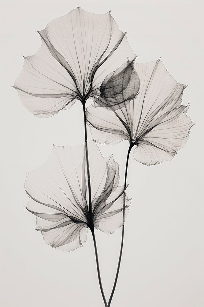 Transparent Botanic No 3