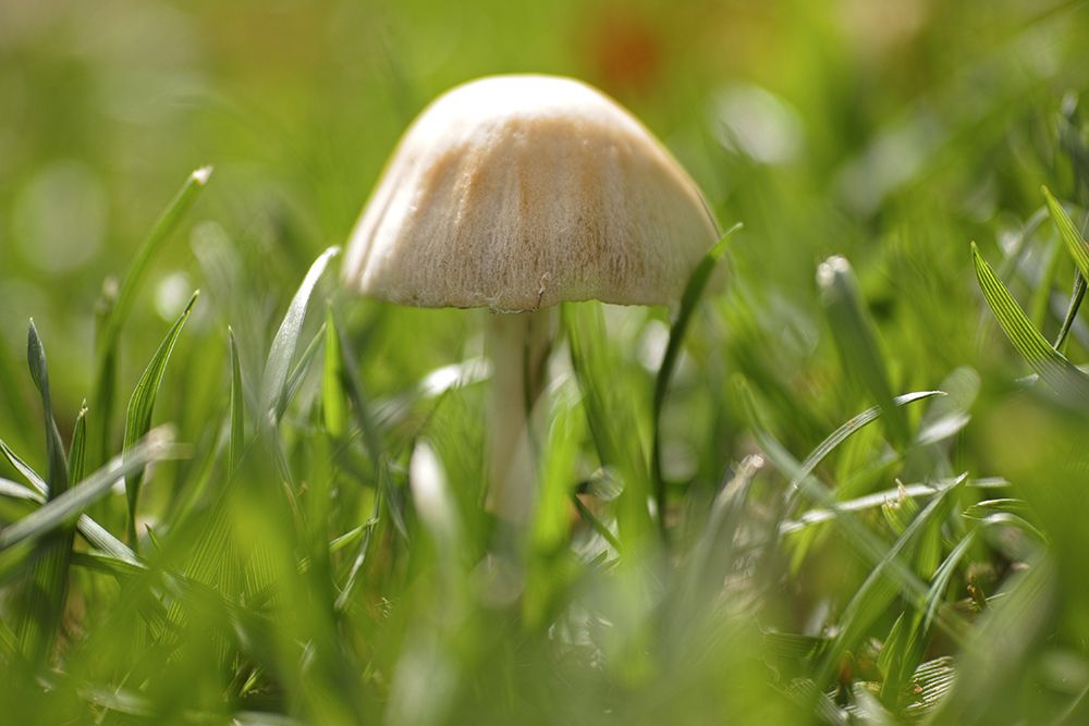 Mushroom