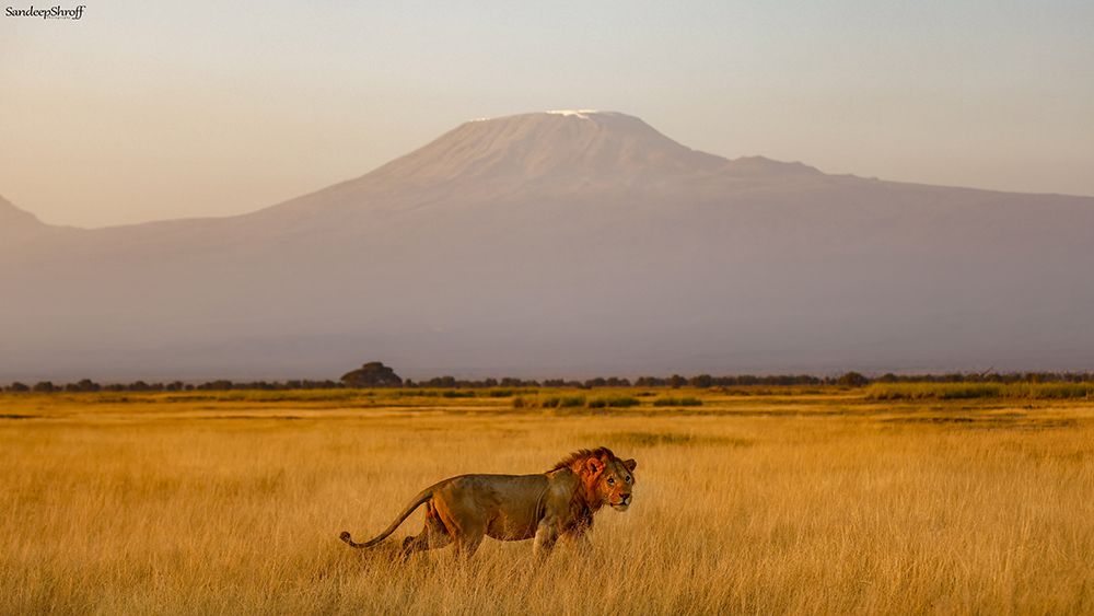 Male Lion And Mt Kilimanjaro