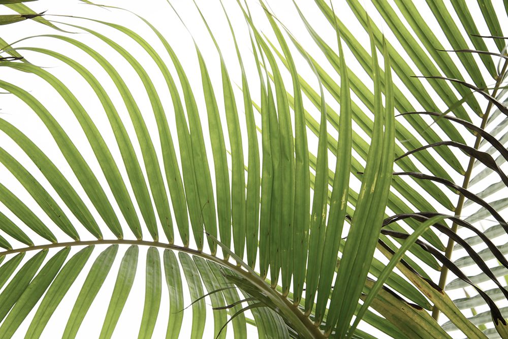 Palm Leaves Foliage Photo 02