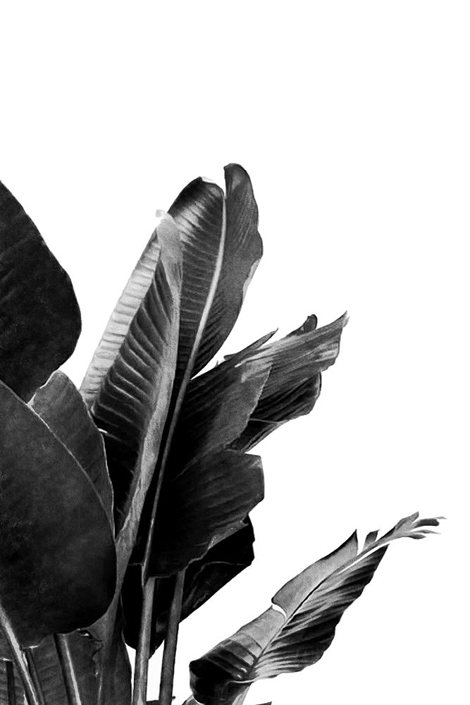 Bird Of Paradise Plant Black And White 02
