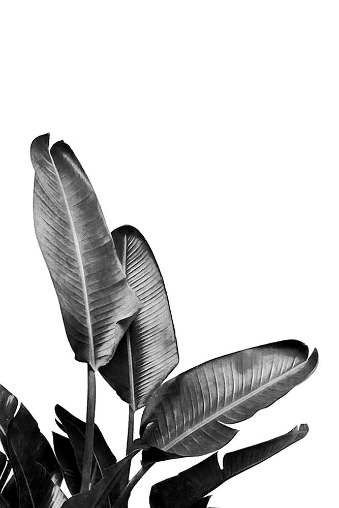 Bird Of Paradise Plant Black And White 03