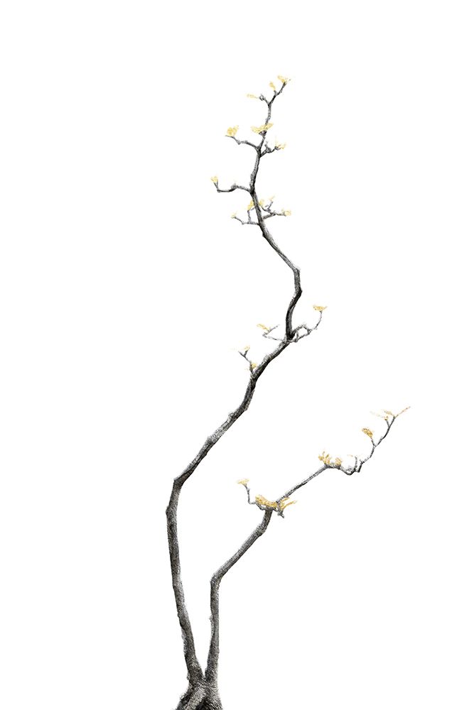 Bonsai Tree 03