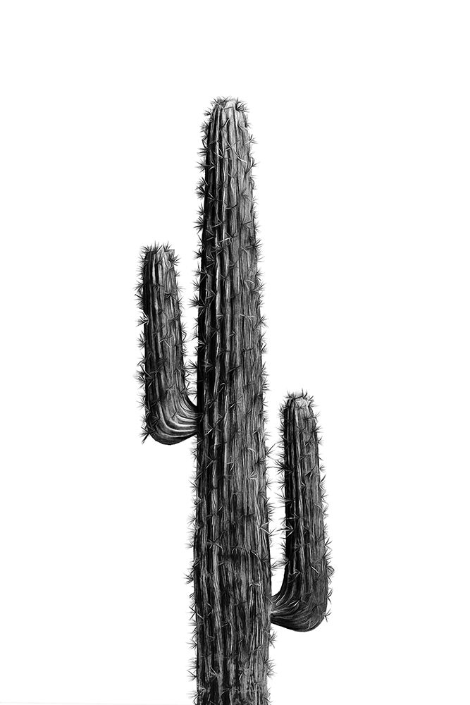 Cactus Black And White 01