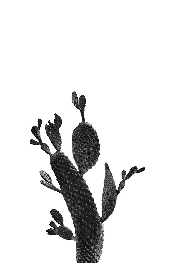 Cactus Black And White 02