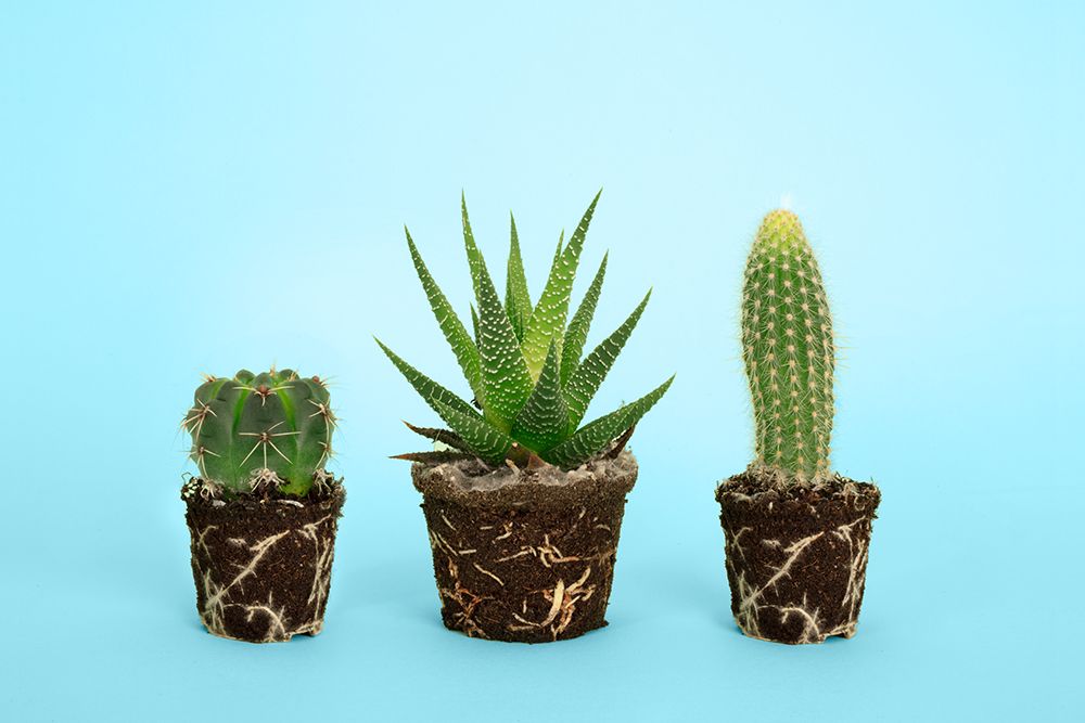 Cactus