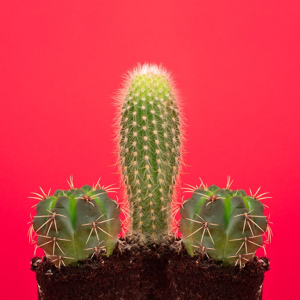 Pene Cactus