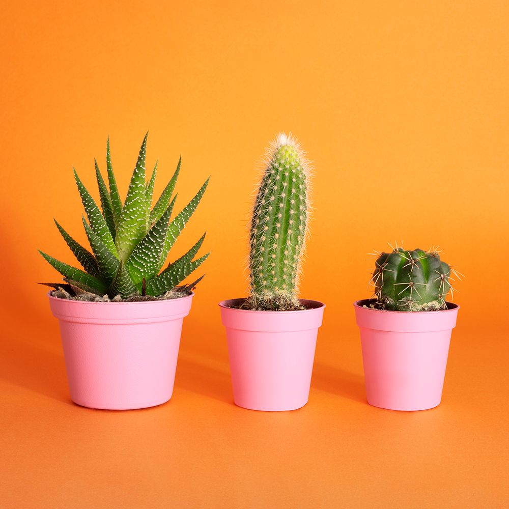 Cactus.2.1