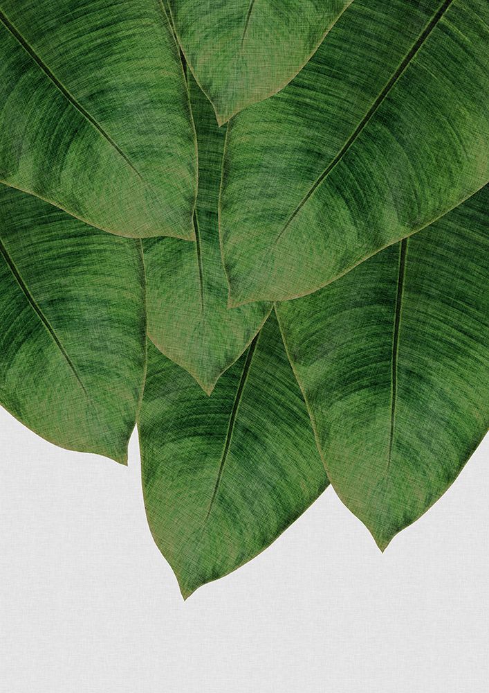 Banana Leaf Iii