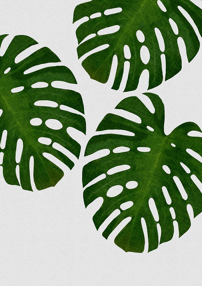 Monstera Leaf Iii