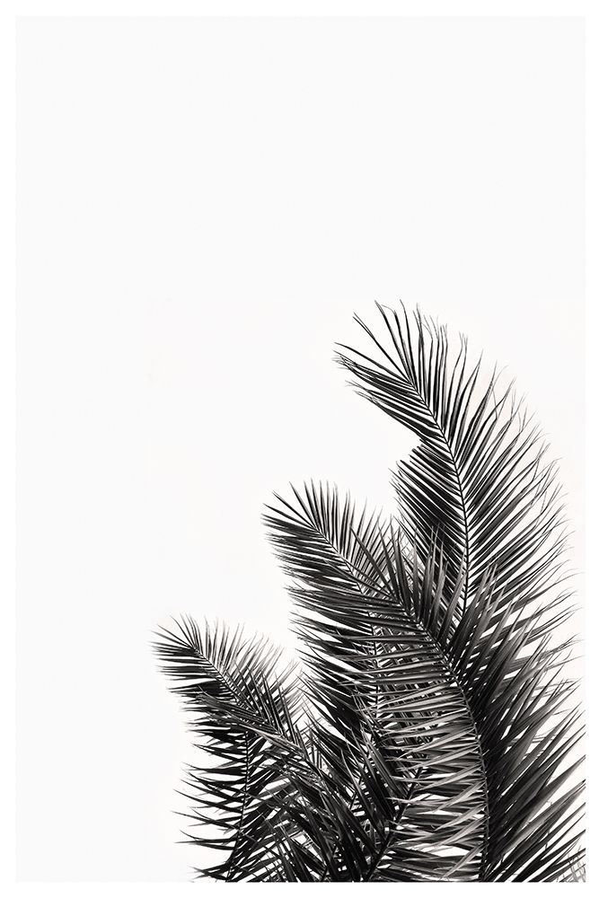 Palms Leaves