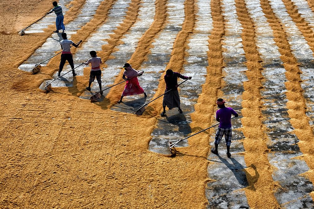 Rice Production Manual