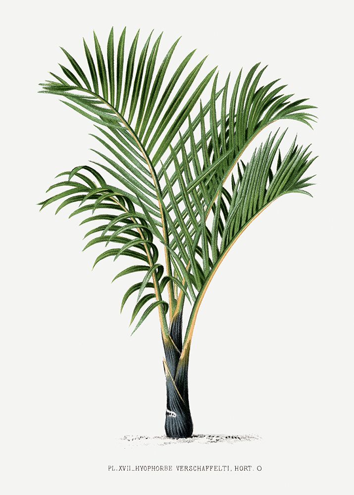 Xvii Hyophorbe V
