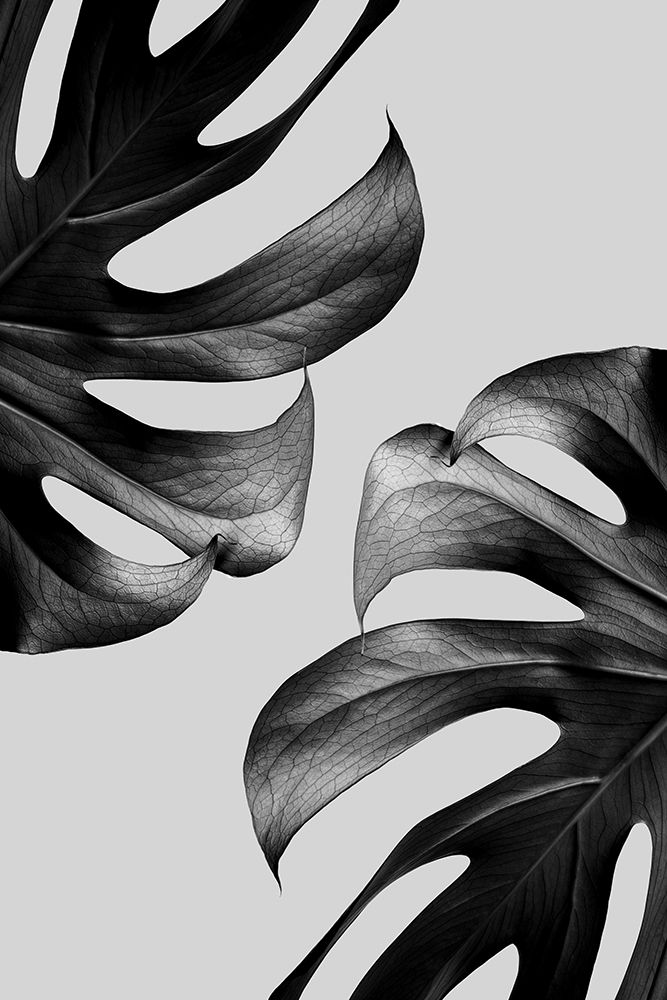 Monochrome Mostera Poster