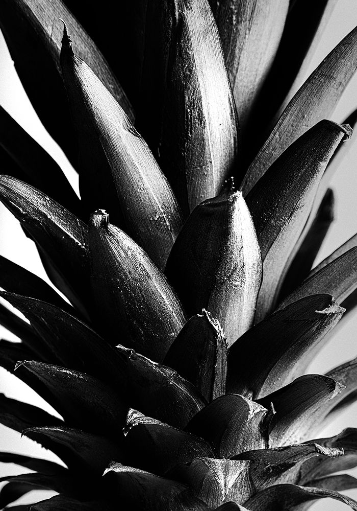 Pine Baw