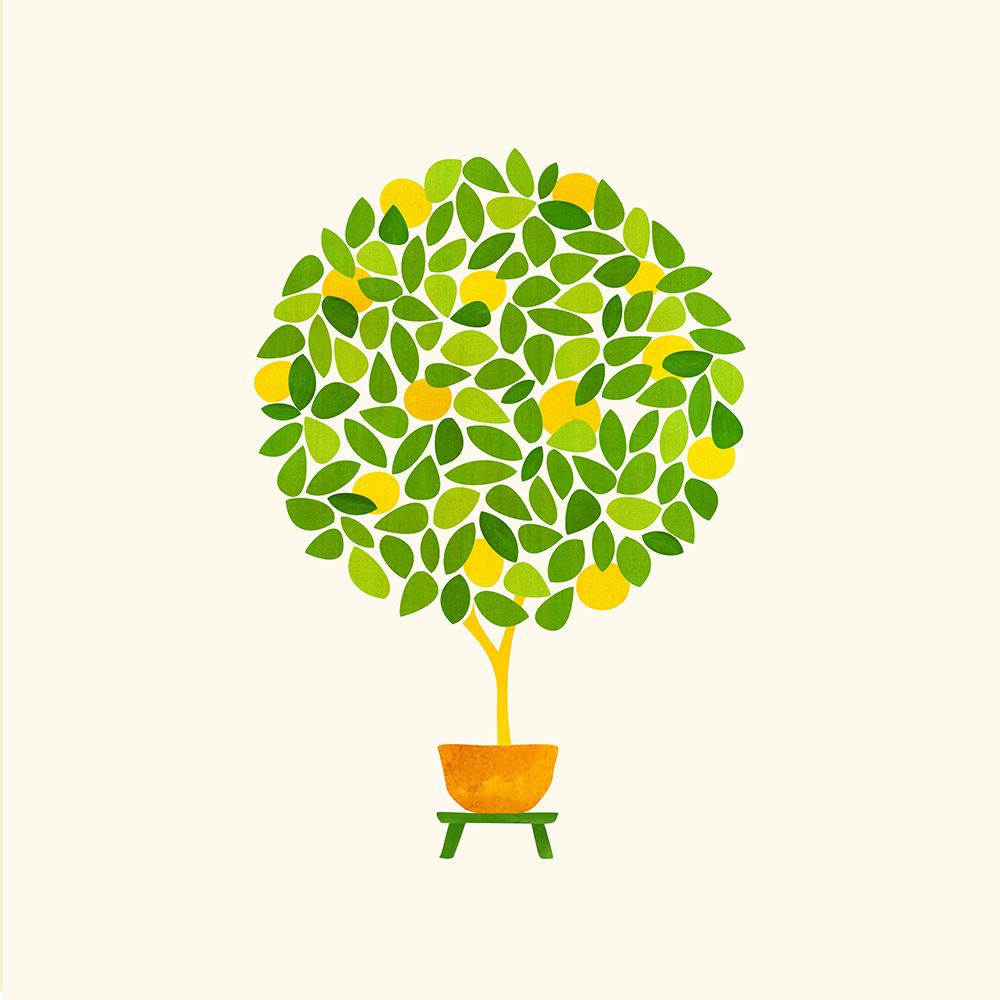 Lemon Tree Topiary 2