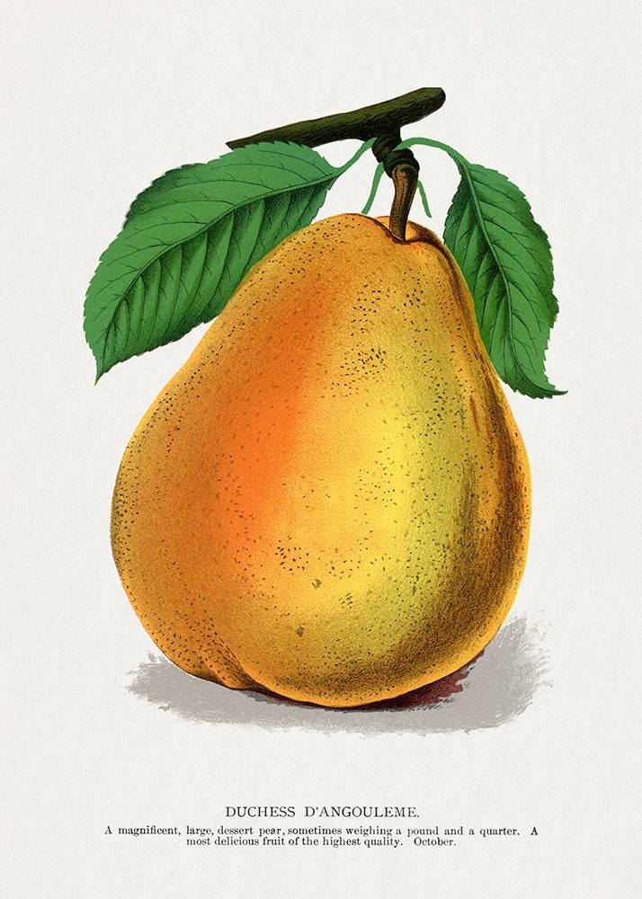 Duchess Dangouleme Pear Lithograph