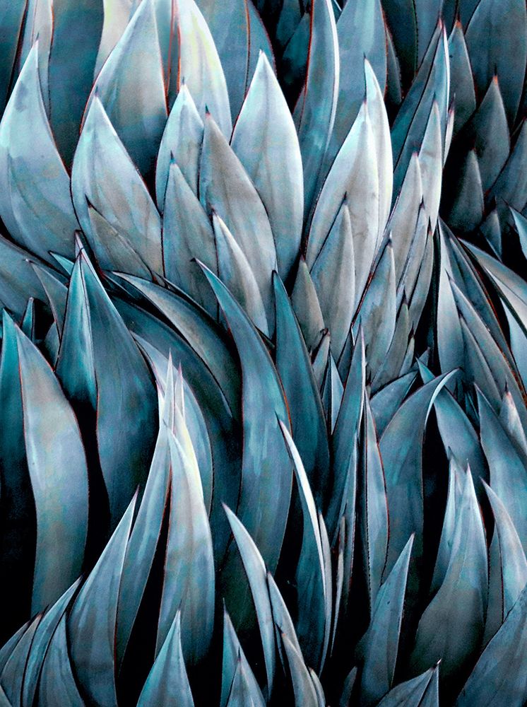 Mexican Blue Glow Agave Abstract