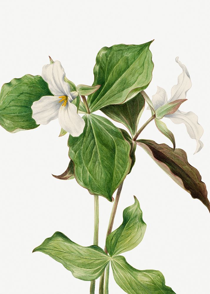 Large White Trillium