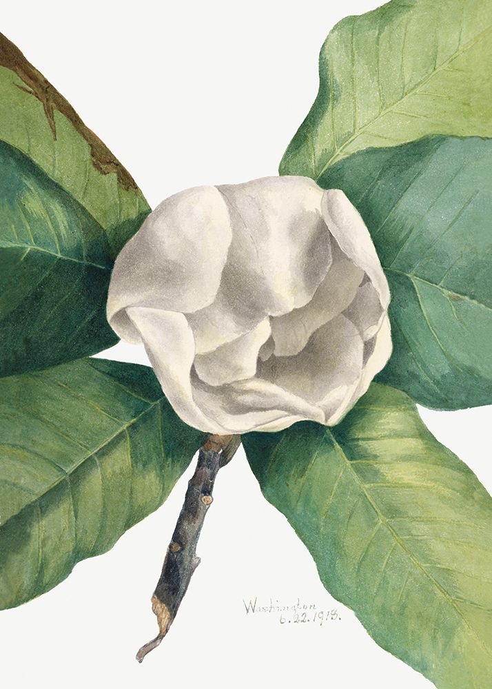Southern Magnolia (1918)