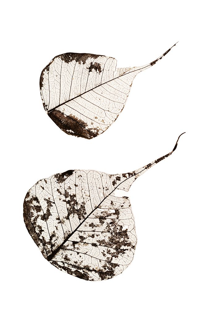 Fallen Leaves #2